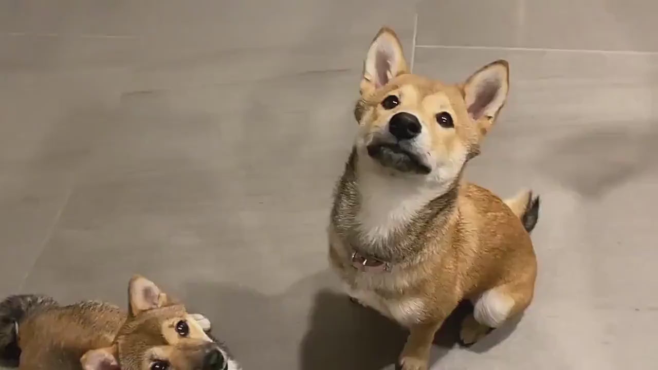 Personalized Pet Portrait Necklace, Custom Engraved Dog or Cat Memorial Jewelry, Stainless Steel Name Pendant, Pet Lover Gift for Her or Him