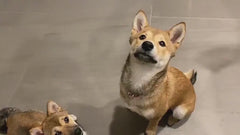 Personalized Pet Portrait Necklace, Custom Engraved Dog or Cat Memorial Jewelry, Stainless Steel Name Pendant, Pet Lover Gift for Her or Him